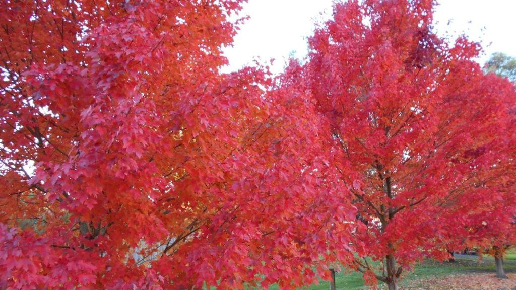 un gruppo di alberi con foglie rosse sopra di HEALESVILLE GETAWAY a Healesville