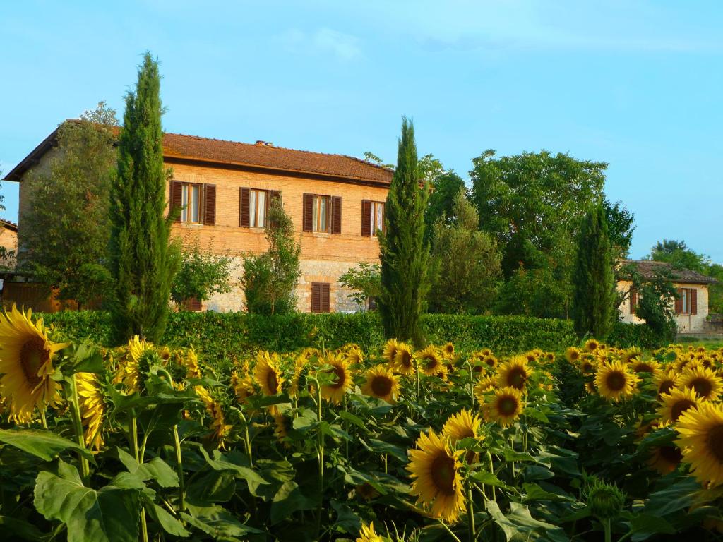 ein Feld von Sonnenblumen vor einem Gebäude in der Unterkunft Agriturismo Santa Giuditta in Sovicille