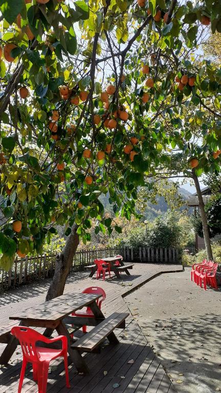 Kebun di luar Dasanbang Pension