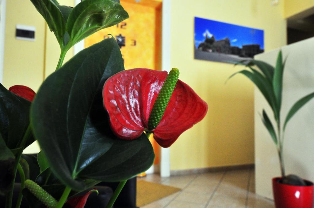 una flor roja está sentada junto a una planta en B&B Da Rì, en Catania