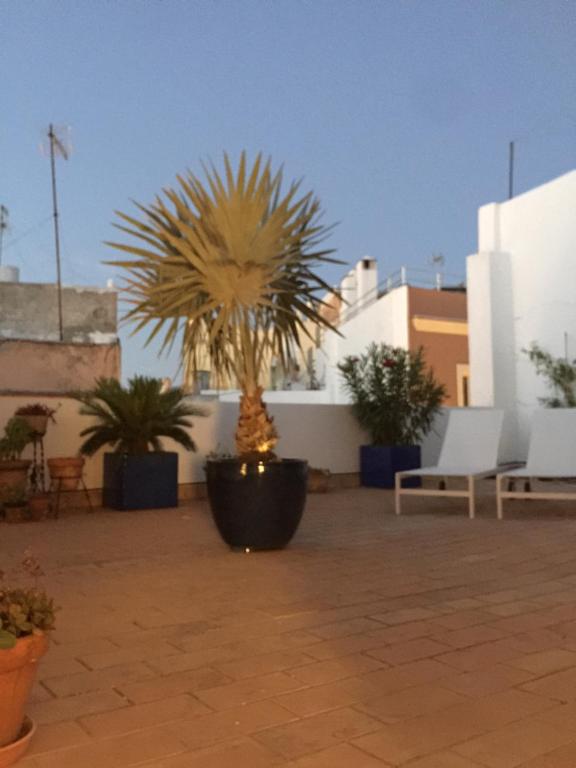une terrasse avec un palmier dans un pot dans l'établissement La terraza de San Pedro, à Cadix