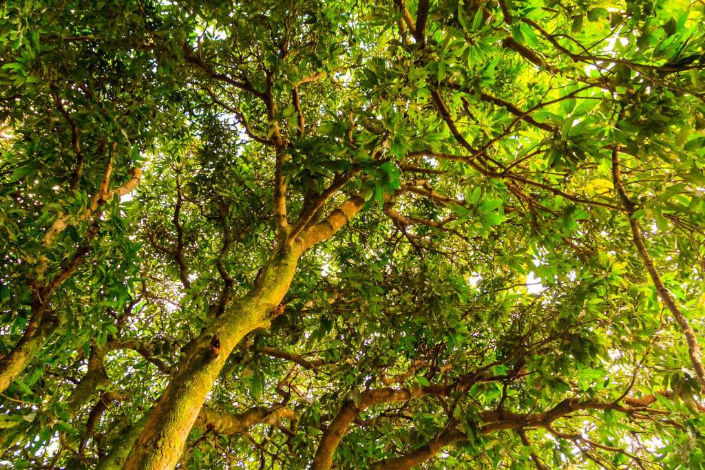  Pousada Jardim da Nova Era