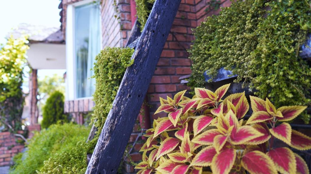 Zahrada ubytování Chin Shue B&B