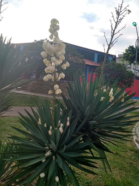  Apartamento Mob à 5 minutos da Praia do Forte dois quartos