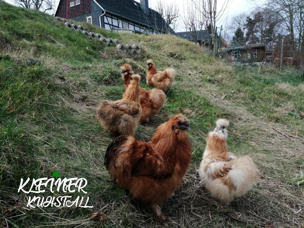 Ferienwohnungen Kleiner Kuhstall - 3