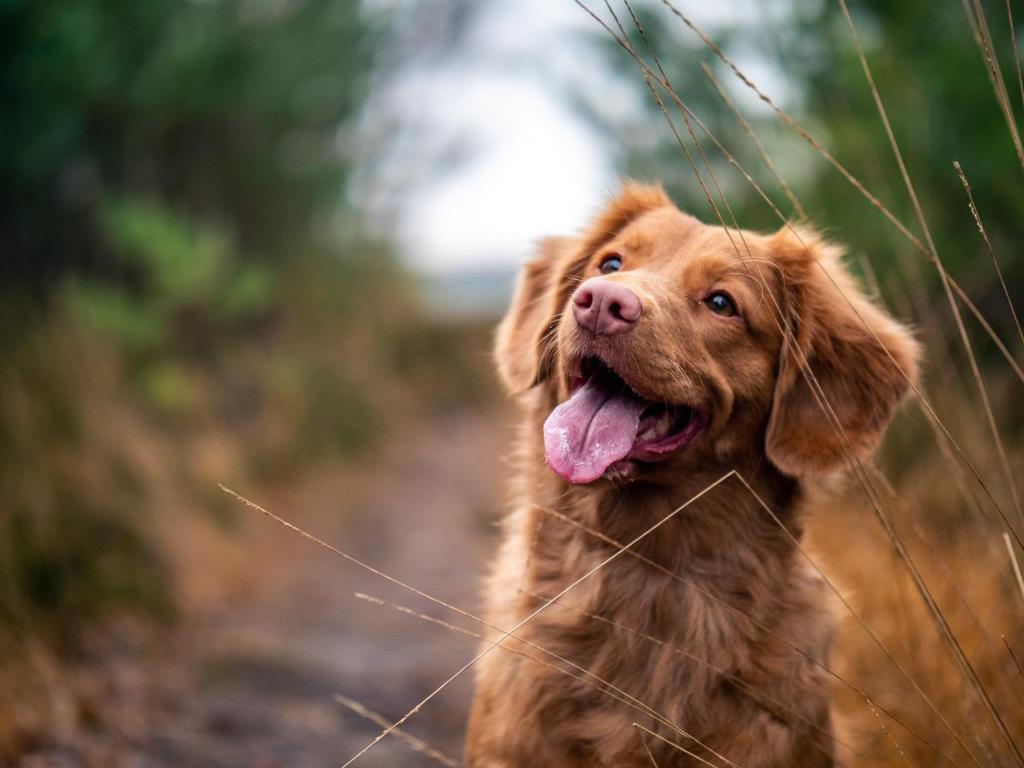 a brown dog walking down a dirt road at Hotel Indigo Orange Beach - Gulf Shores by IHG in Gulf Shores