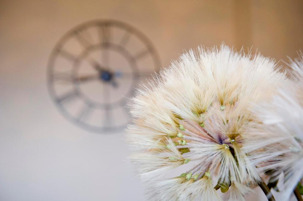 a white flower with a clock in the background at Springfield guest house in Tain