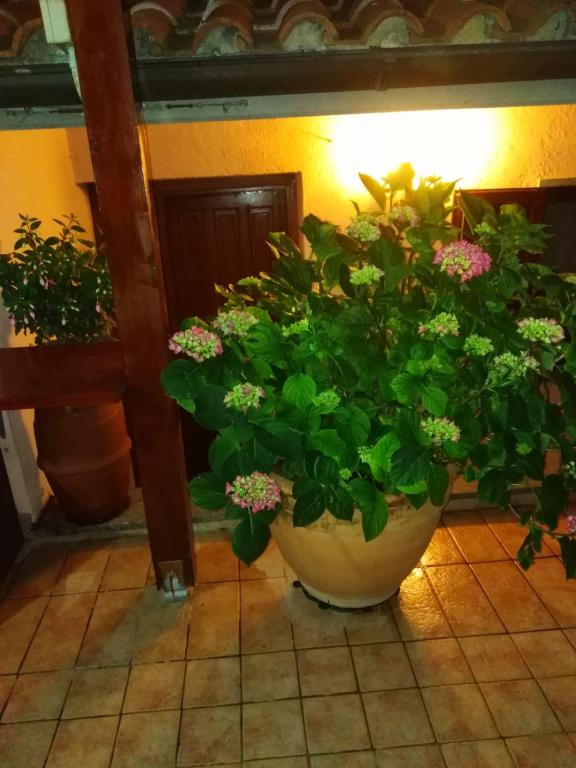 Ogród w obiekcie La Fenice