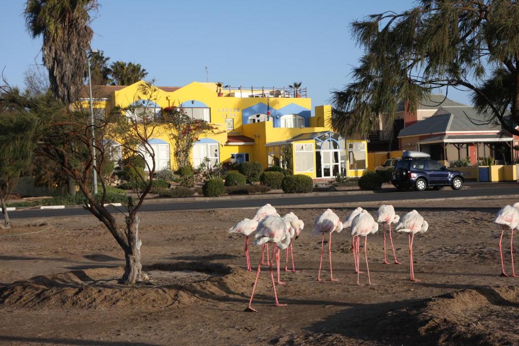 un grupo de flamencos parados a un lado de la carretera en Lagoon Loge, en Walvis Bay