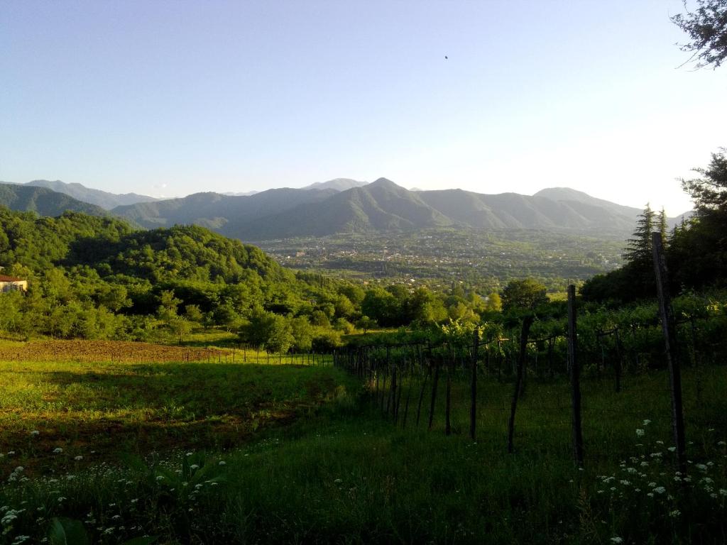 a vineyard in a field with mountains in the background at dimis ferdobi in Dimi