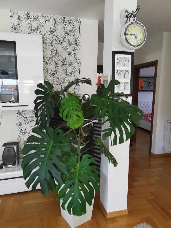 Apartman Fenjer - 14