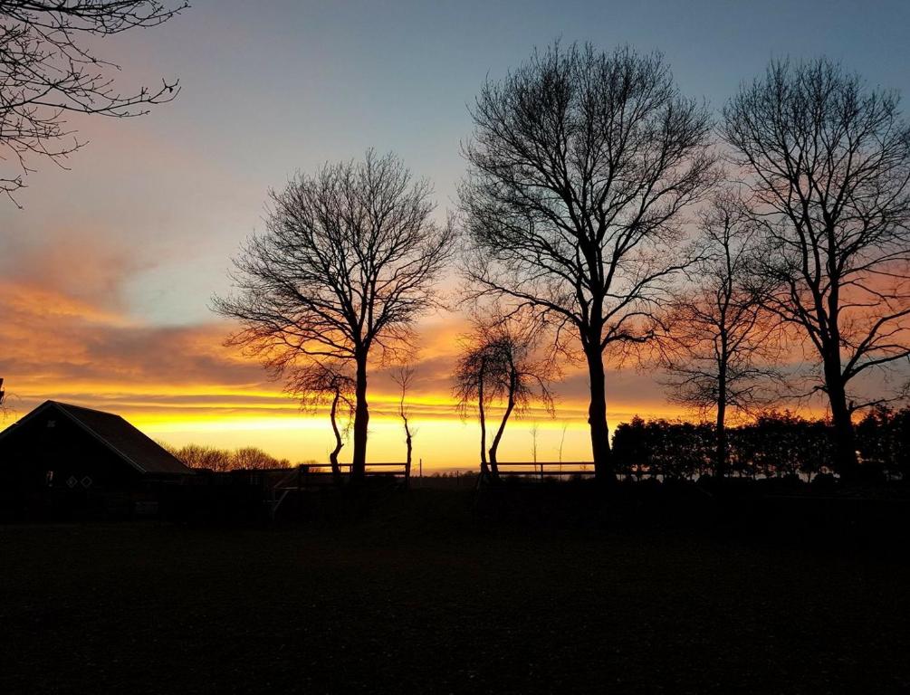 a group of trees with a sunset in the background at Ferienhaus Albers in Oberlangen