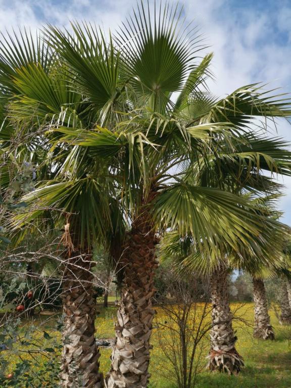 Giardino di La Casa Nella Pineta - Gallipoli