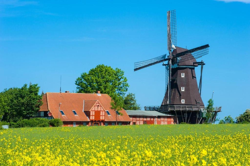 a windmill next to a barn and a field of yellow flowers at Ferienwohnung Ostseeperle in Lemkenhafen auf Fehmarn