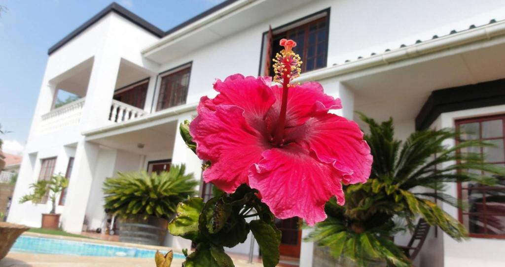 a pink flower in front of a house at Helderberg Guesthouse in Gordonʼs Bay