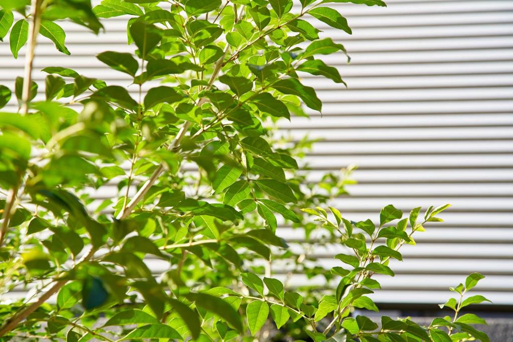 Zahrada ubytování Hotel Amaterrace Yosuga