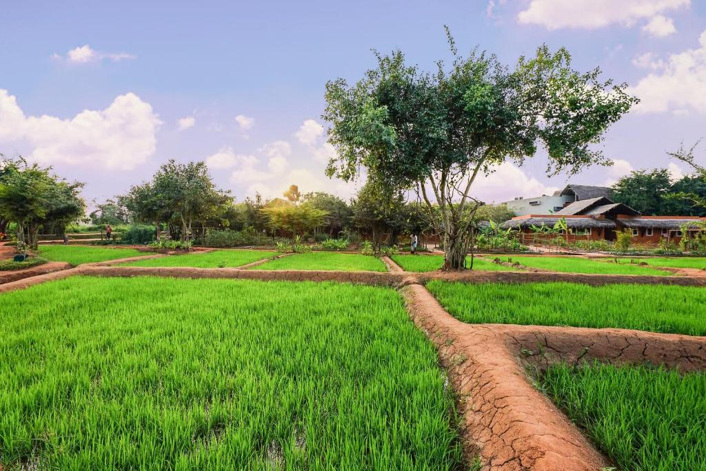 Zahrada ubytování Ayurvie Sigiriya - Ayurvedic Retreat by Thema Collection