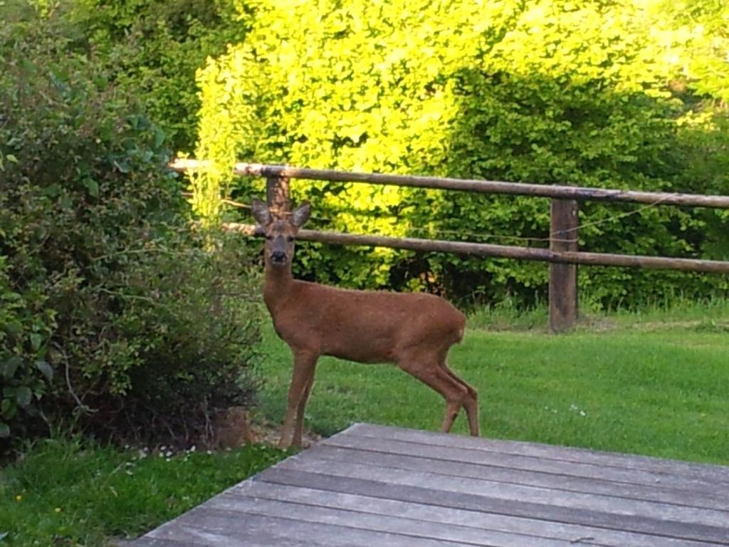 un cerf debout au-dessus d'une terrasse en bois dans l'établissement Domaine Les Chillards, à Fauguernon