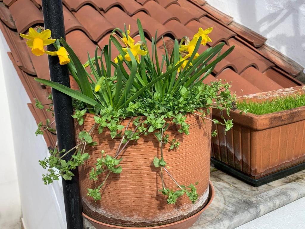 Ogród w obiekcie ROOFTOP TERRACE Domus dei fabbri