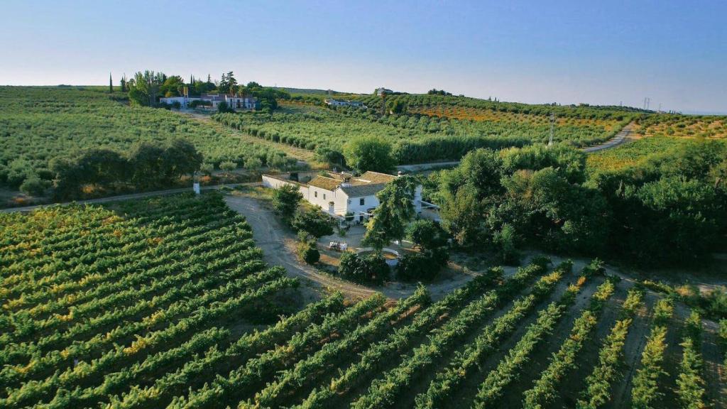 uma vista aérea de uma casa no meio de uma vinha em Casa Rural Finca Buytrón em Montilla