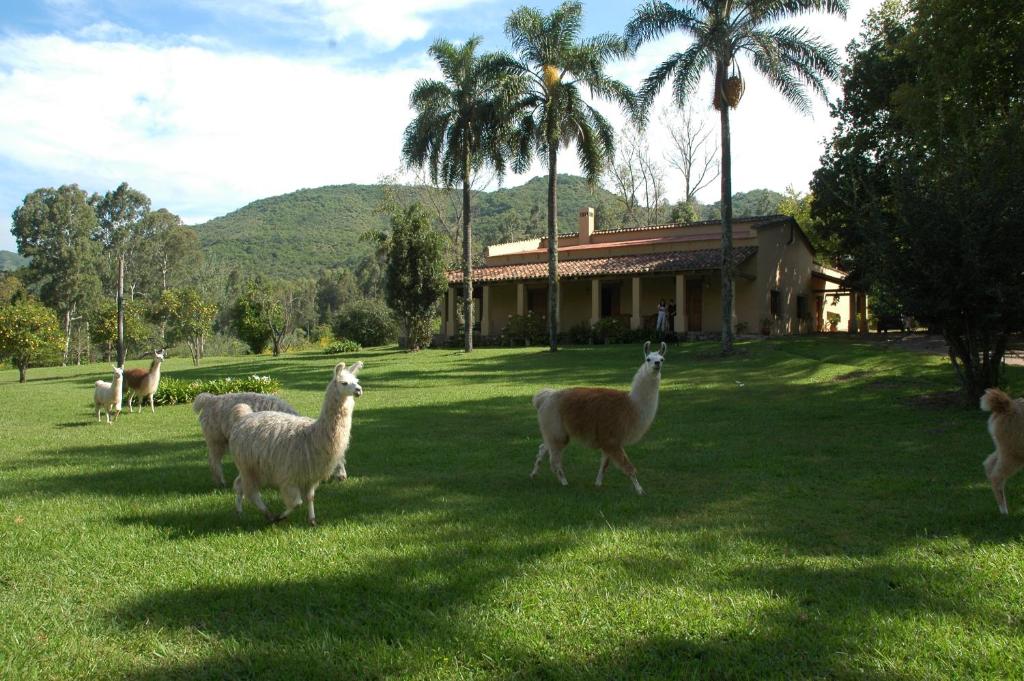 una manada de ovejas de pie en la hierba frente a una casa en La Sala en Lozano