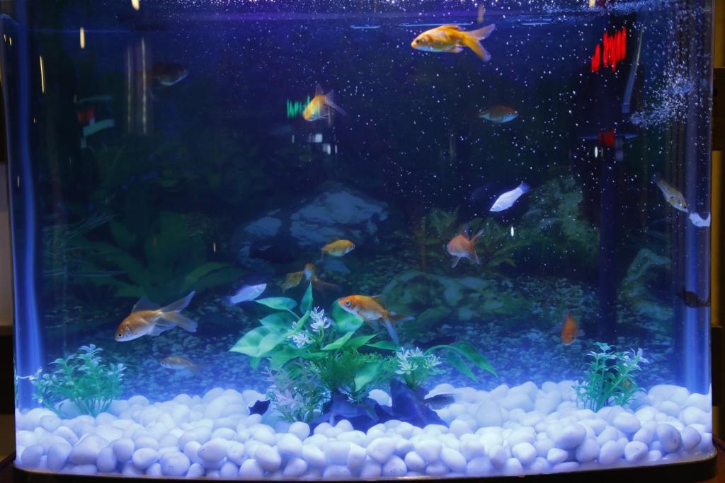 a large aquarium filled with lots of fish at Kairali Tourist Home in Guruvāyūr