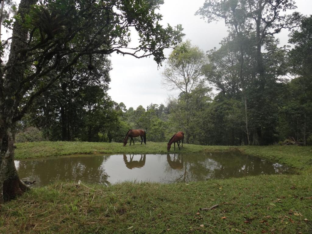 two horses grazing in a field next to a pond at Condominio Hacienda Shangrila in San Francisco
