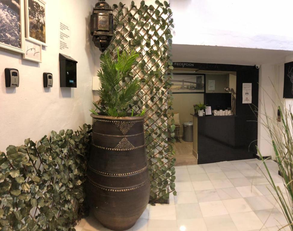 une plante dans un grand pot à côté d'un mur dans l'établissement Boutique Princesa, à Marbella