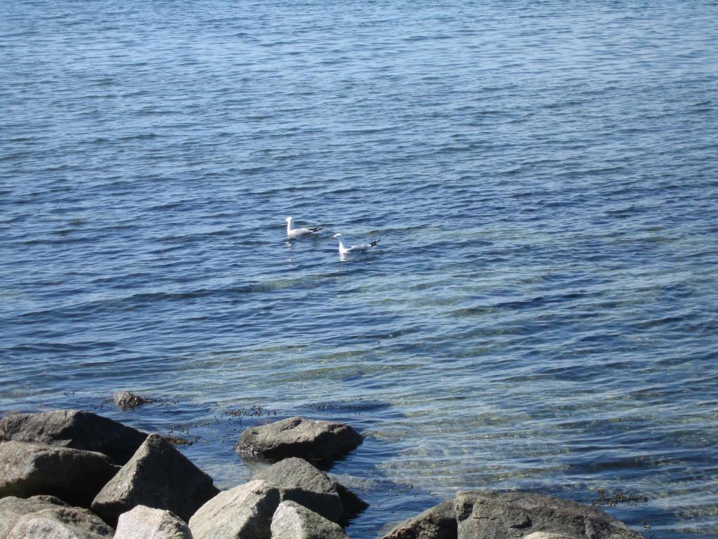zwei Vögel schwimmen im Wasser in der Nähe einiger Felsen in der Unterkunft Dünennische Stranddistelweg in Fehmarn