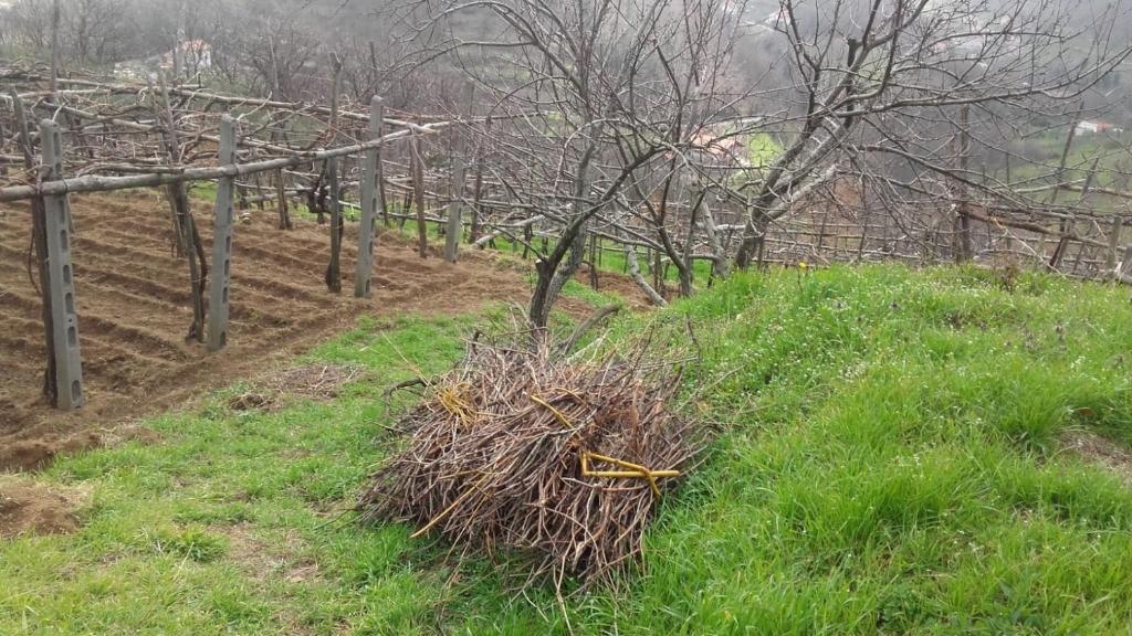 Zahrada ubytování La Casa in Vigna
