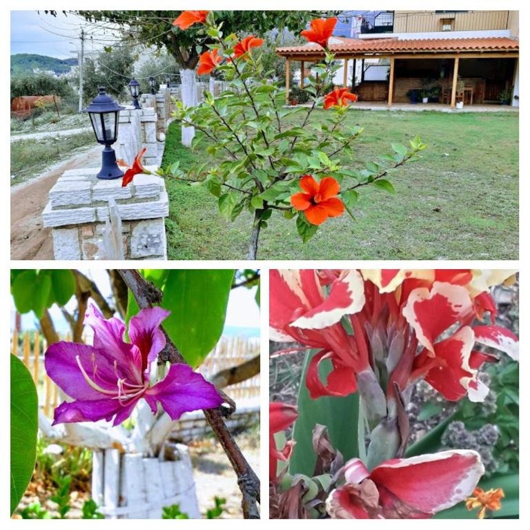 Zahrada ubytování Agrotourism Himara