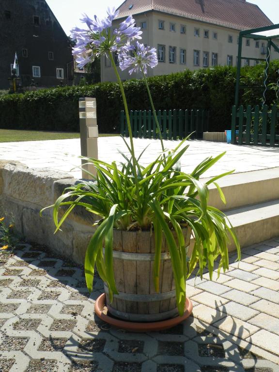 Kaitzbach-Idylle - 3