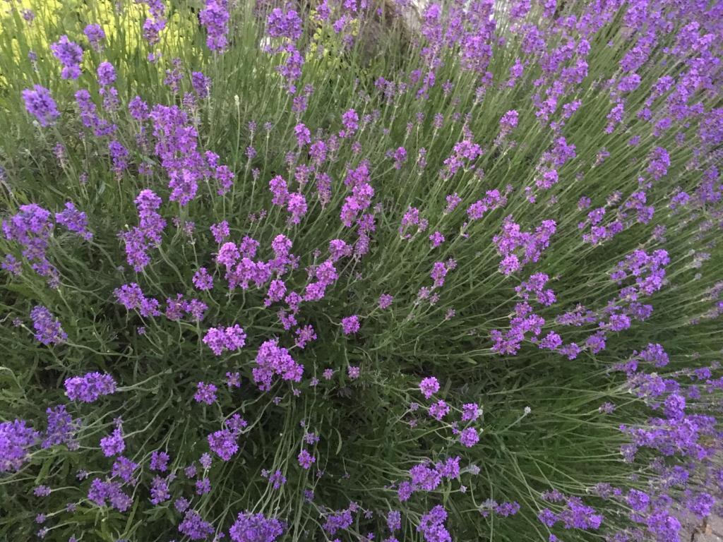 Giardino di Landhaus GRETE