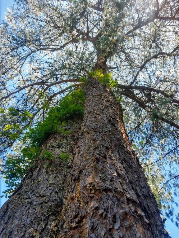 Aconchegante apartamento em estilo clássico em Gramado  Aconchegante apartamento em estilo clássico em Gramado
