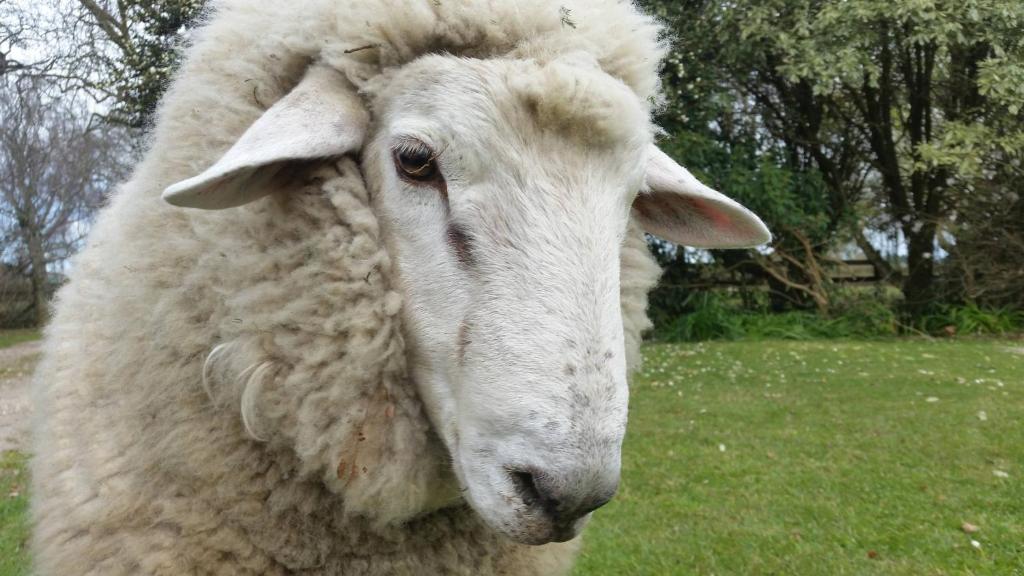 Homestead B&B Cambridge - Resim 28