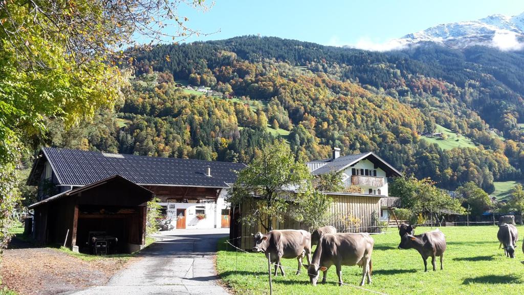 um grupo de vacas em pé na relva em frente a uma casa em Hof im Feld em Schruns