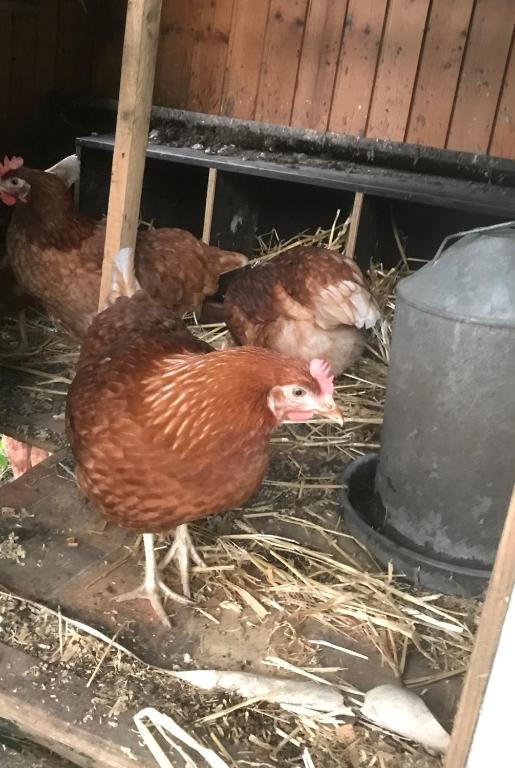 Zvířata v apartmánu nebo okolí