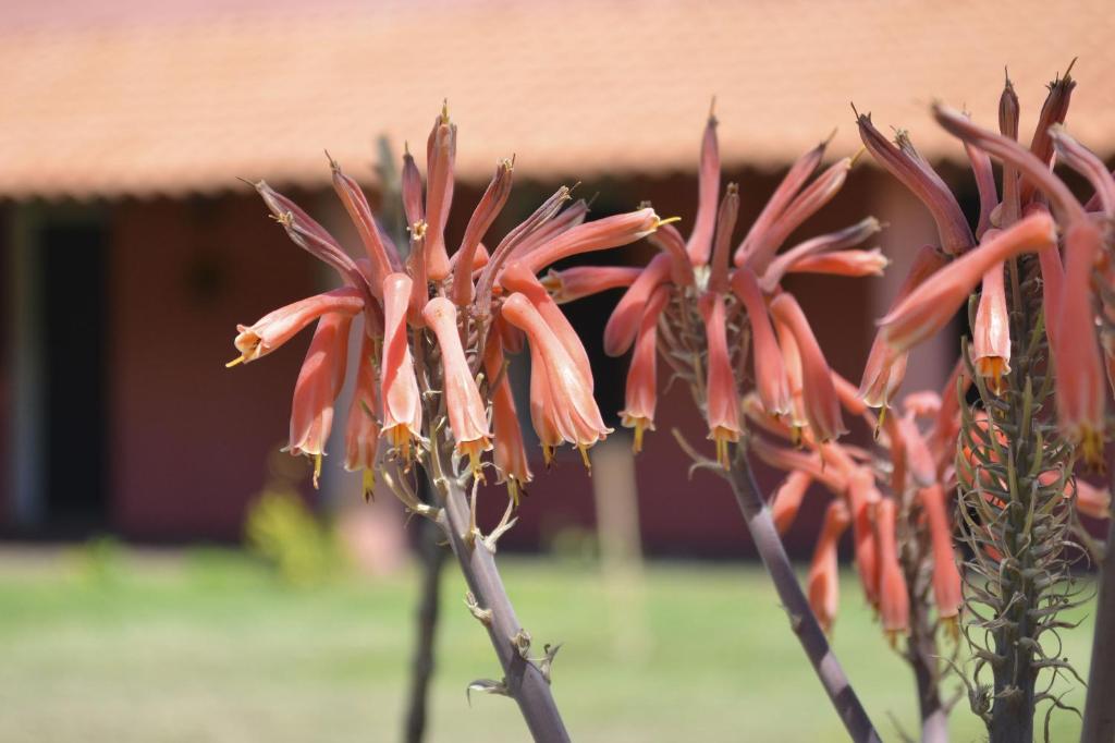 Zahrada ubytování Posada Villapancha B&B