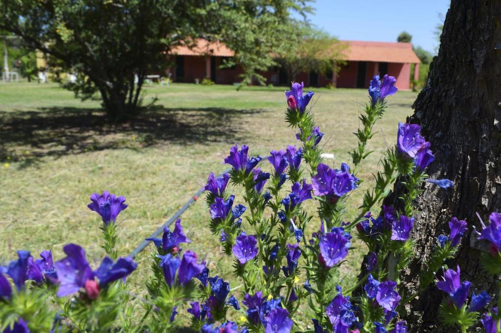 Zahrada ubytování Posada Villapancha B&B