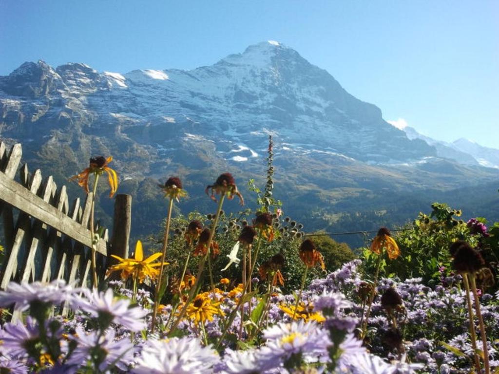 un campo de flores con una montaña en el fondo en Chalet uf em Stutz 1, en Grindelwald