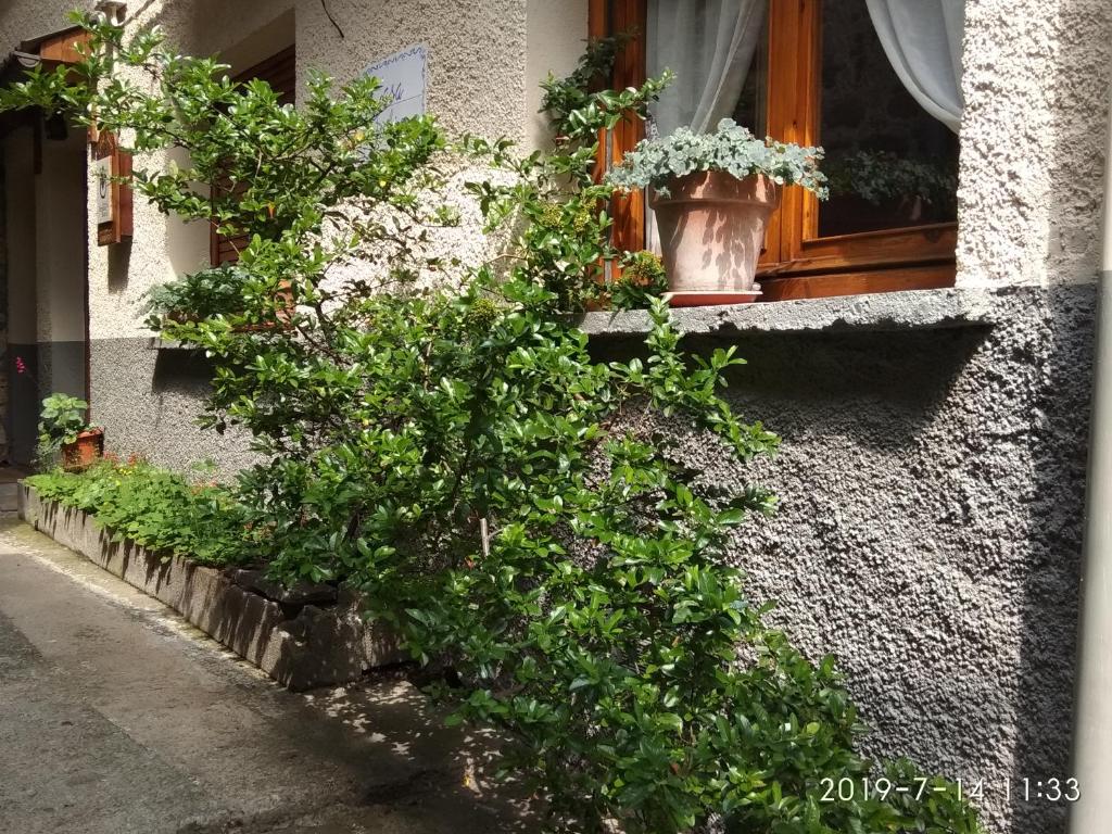 Zahrada ubytování Casa Julio