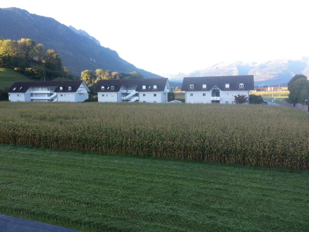 a field of corn with houses in the background at Appartement Feldkirch in Feldkirch