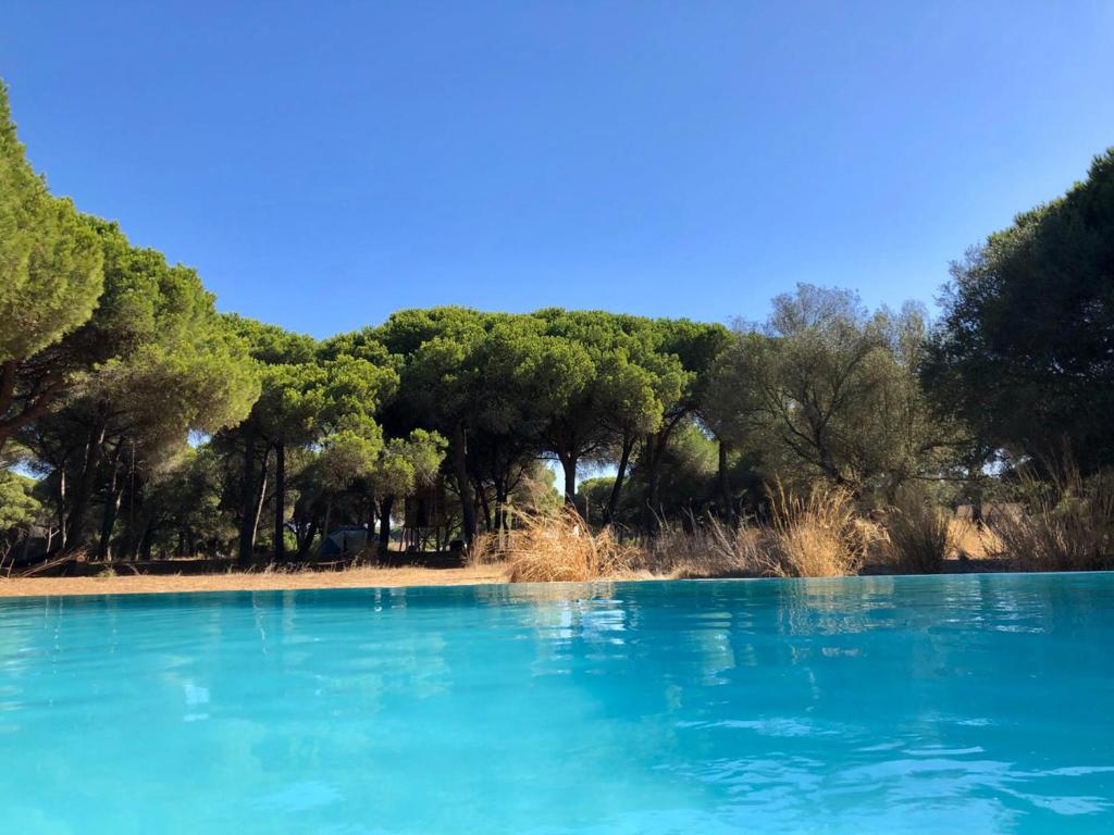 una piscina de agua azul con árboles en el fondo en miCielo - Baumhäuser, en Vejer de la Frontera
