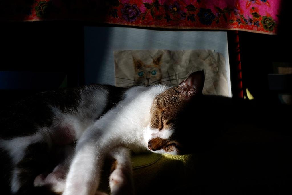 Domácí mazlíčci ubytovaní s hosty v ubytování 435