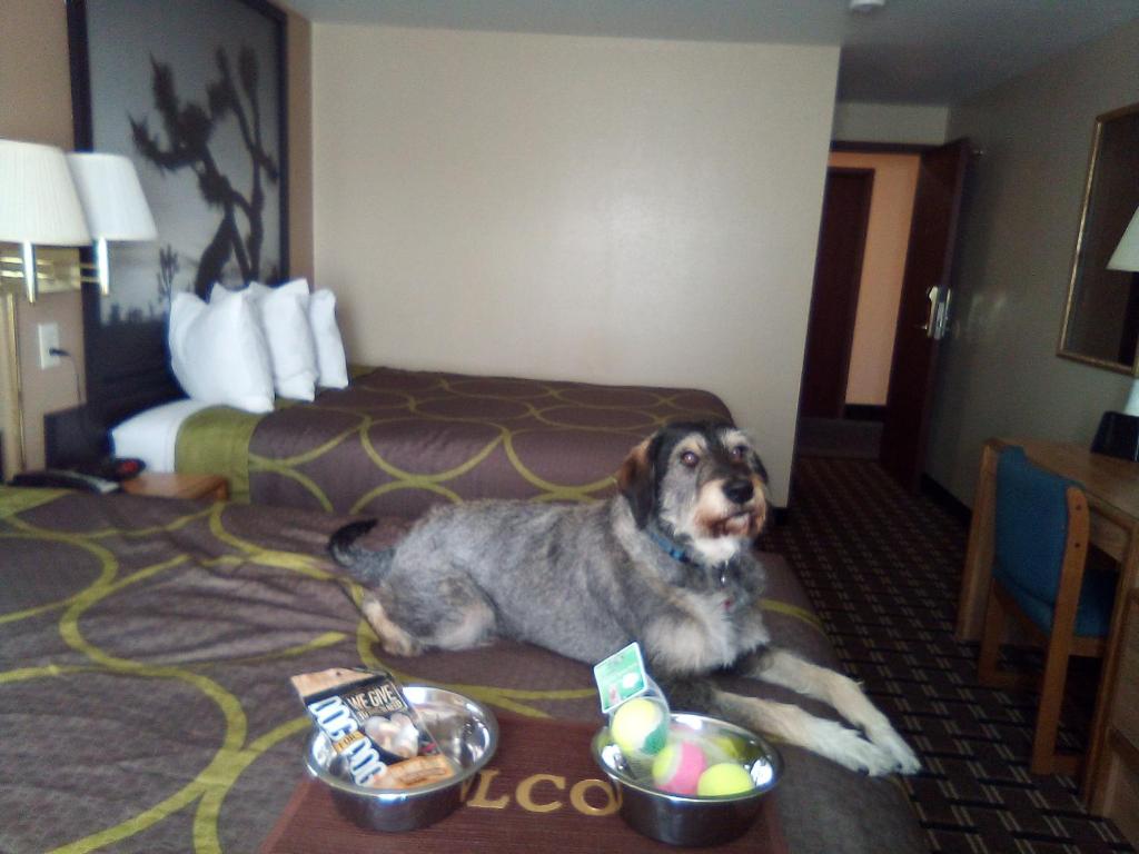 Domácí mazlíčci ubytovaní s hosty v ubytování Super 8 by Wyndham Carson City Lake Tahoe