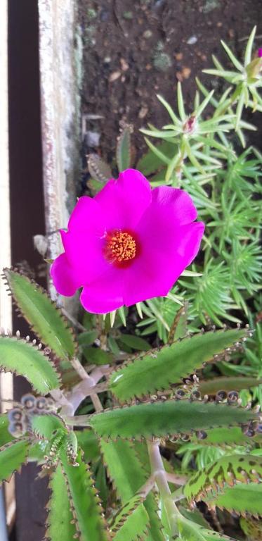 Ap 01 dormitório Bairro Planalto  Ap 01 dormitório Bairro Planalto