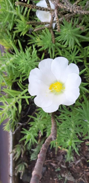 Ap 01 dormitório Bairro Planalto  Ap 01 dormitório Bairro Planalto