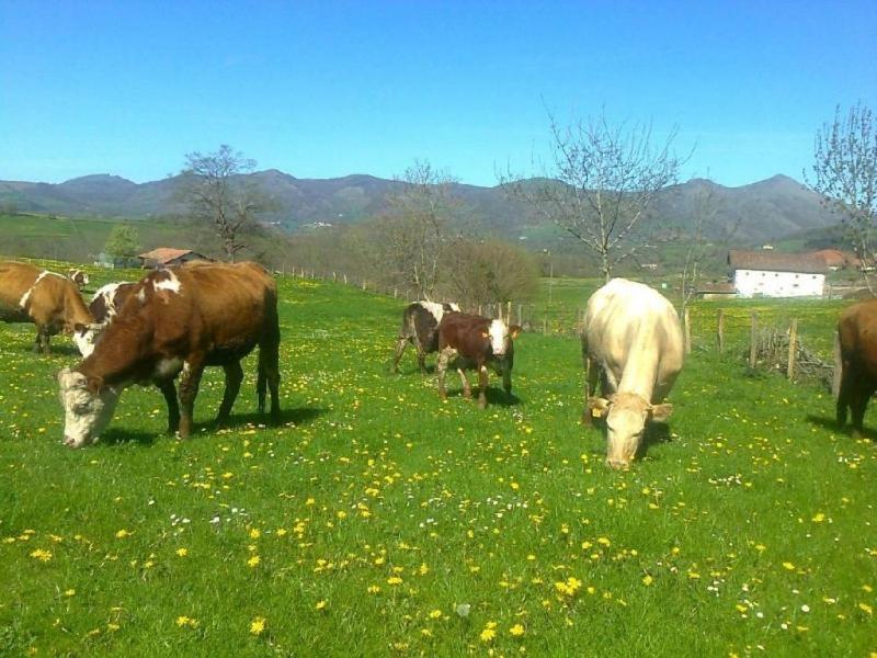 um grupo de vacas a pastar num campo de relva em Apartamentos Rurales Kastonea em Errazu