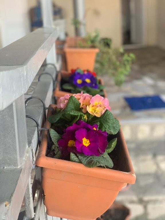 Zahrada ubytování Guest House Loza