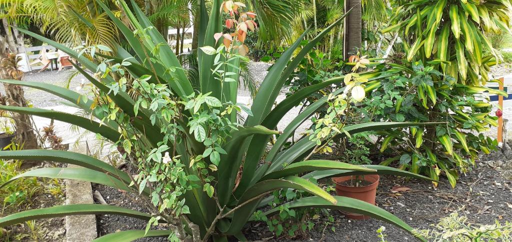 eine große grüne Pflanze in einem Garten mit anderen Pflanzen in der Unterkunft Les gîtes des 500 pas in Sainte-Anne